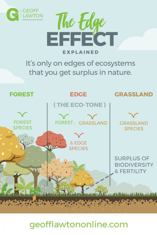 The Edge Effect Explained Actforgoa