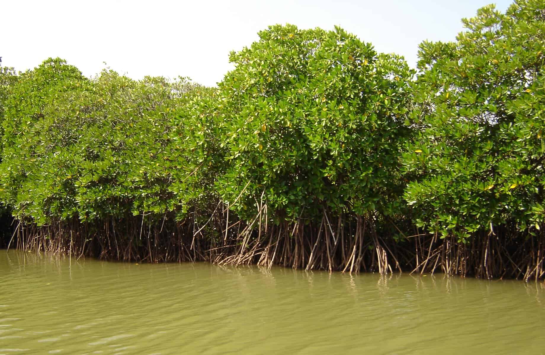Mangroves in Goa