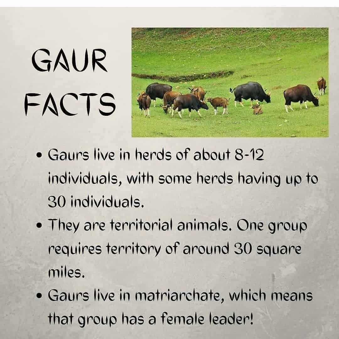 Goa's state animal- The Gaur, or Indian Bison (Bos gaurus) – ActforGoa