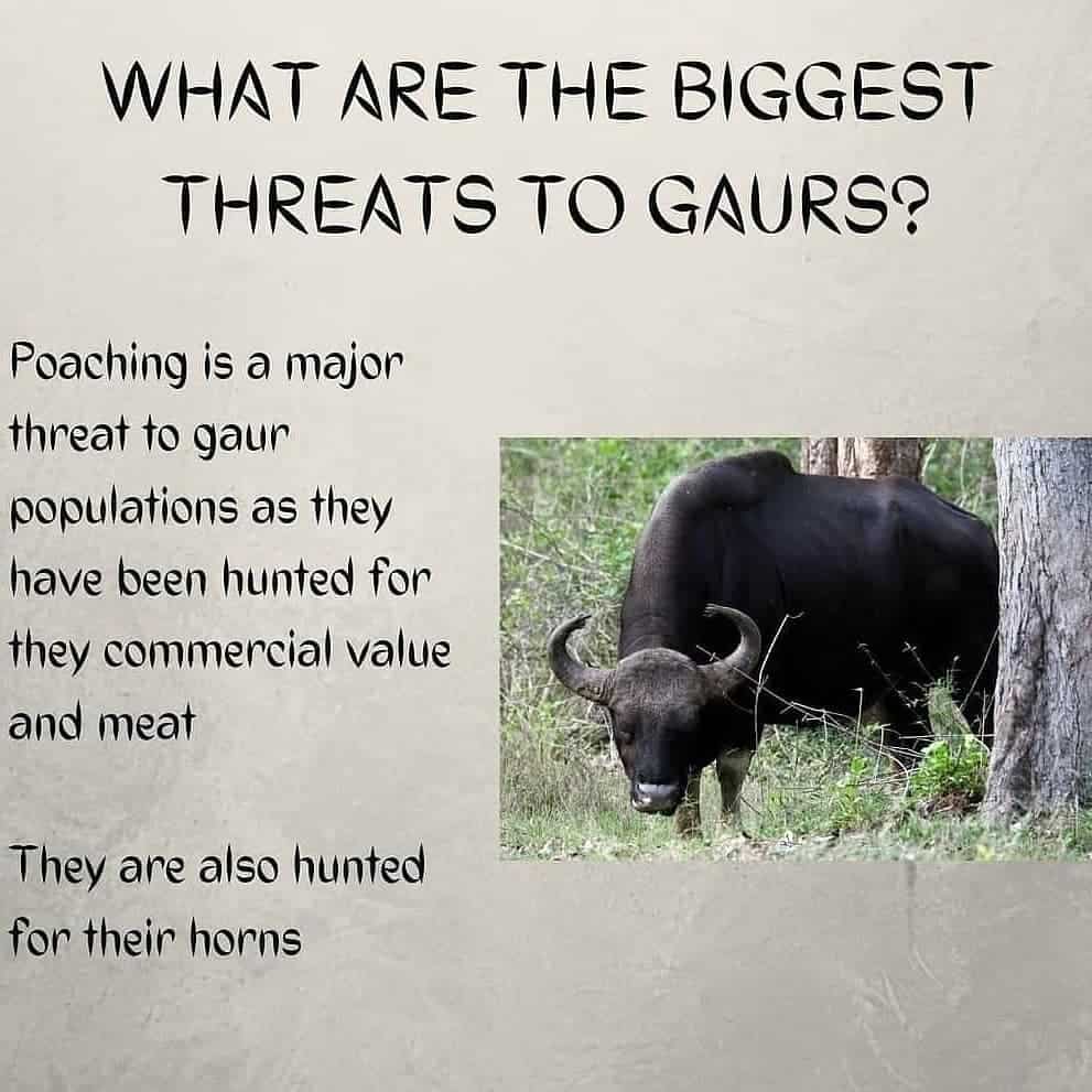Goa's state animal- The Gaur, or Indian Bison (Bos gaurus) – ActforGoa