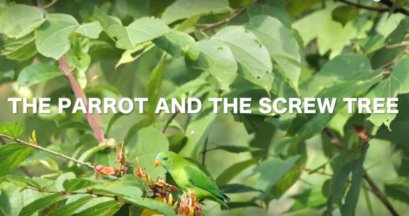 THE PARROT AND THE SCREW TREE